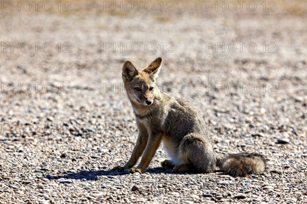 A young fox sits on a gravel path and looks attentively around him, The Argentinean fighting fox