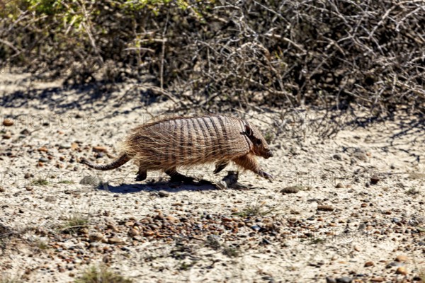 An armadillo runs near shrubs on dry soil, the brown-bristled armadillo (Chaetophractus villosus)