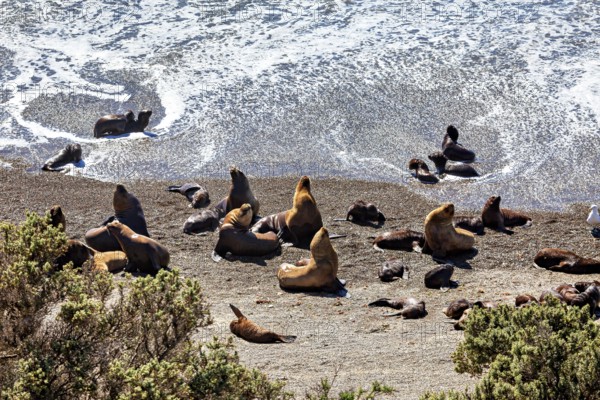 Sea lions enjoy the sun on the beach with nearby waves, The maned seals (Otaria flavescens) on