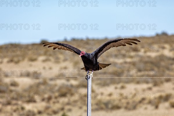 A vulture with spread wings sits on a wire fence in a barren desert landscape, turkey vultures