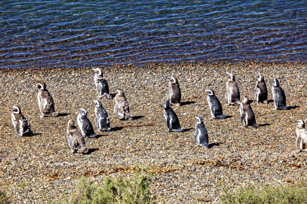Penguins stand in various positions on a pebble beach close to the water, The Magellanic Penguin