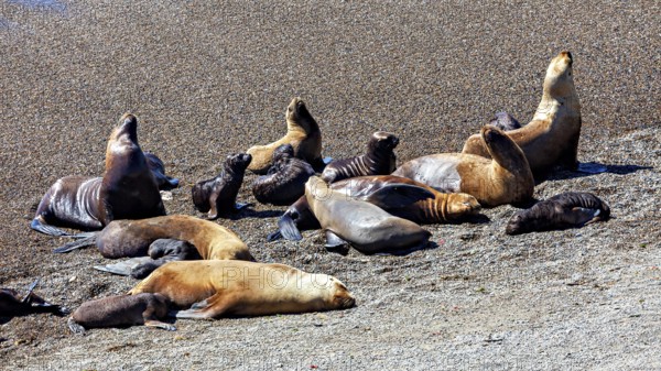Sea lions rest in the sunshine on the sandy coastal area, the maned seals (Otaria flavescens) on