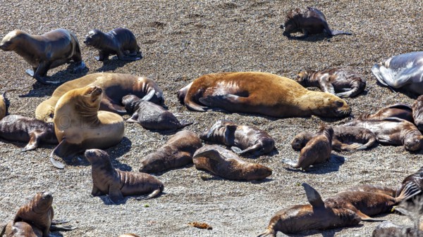 Collection of sea lions lying in the sun on the beach, The maned seals (Otaria flavescens) on the