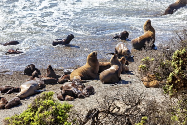 Sea lions move in the coastal waves and enjoy the apparent freedom and movement on the beach, The