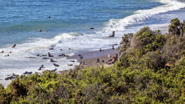The pristine sea coast with sea lions in the waves and surrounding nature offers breathtaking ocean