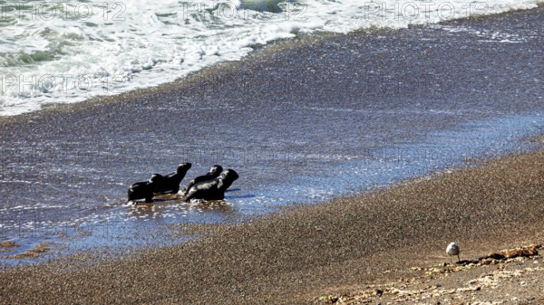 Sea lions on the seashore with a bird nearby and brown algae on the sand, characterizing the