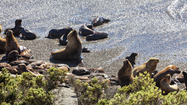 Sea lions rest on a sunlit sandy beach overlooking the sea in a natural landscape, the maned seals