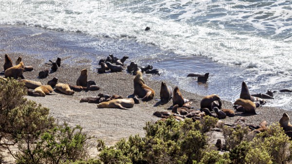 Sea lions frolic on the coast, relax and enjoy the ocean waves on the beach, the maned seals