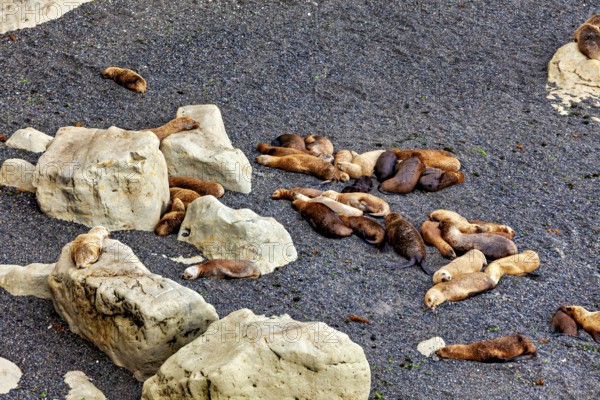 A group of sea lions rest on a rocky beach and enjoy the peaceful coastal atmosphere, the maned