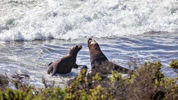 Sea lions play in ocean waves surrounded by sand and plants as they interact with each other, The