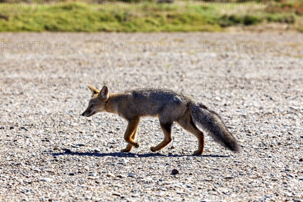 A fox runs across a gravel path in nature surrounded by sunshine, The Argentinean fighting fox