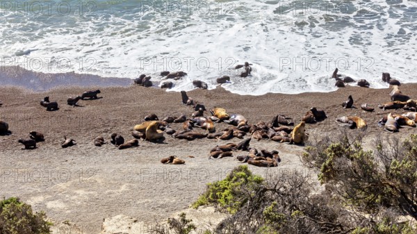 Sea lions rest on the rocky beach near the burning coastal waves, the maned seals (Otaria