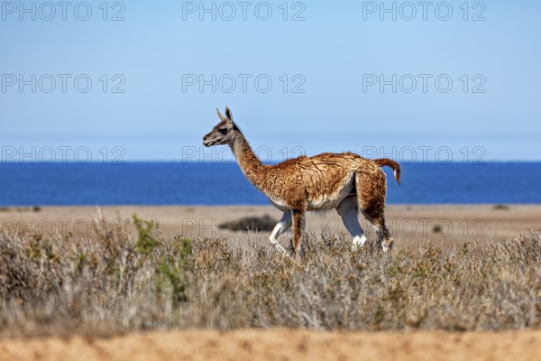 A guanaco stands in a desert-like landscape with a view of the blue sea, wild guanaco (Llama