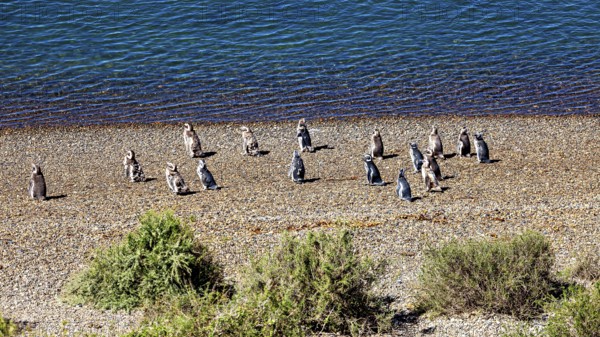 Penguins are widely scattered on a pebble beach with water in the background, The Magellanic