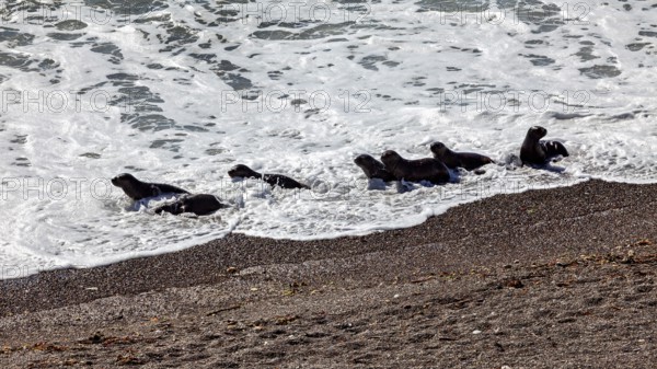A group of sea lions play in the waves on the sandy beach and enjoy the dynamic, playful atmosphere