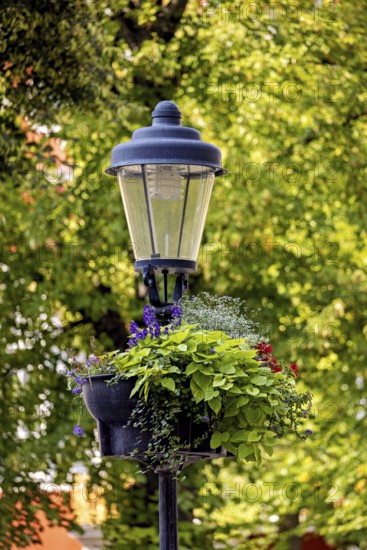 A street lamp with lush plants hanging down from it, surrounded by green trees in the background,