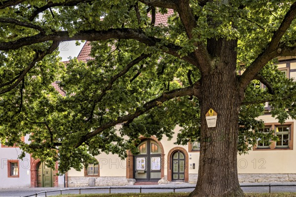 Large tree next to a historic half-timbered building, green leaves and cast shadows, old tree and