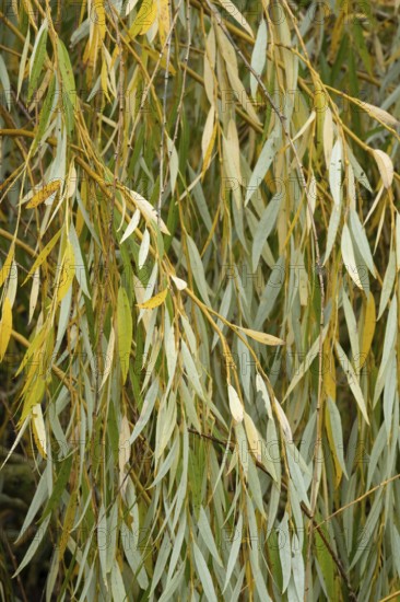 Borken-Hoxfeld, NRW, Germany, Willow branches display vibrant green and yellow leaves, captured in