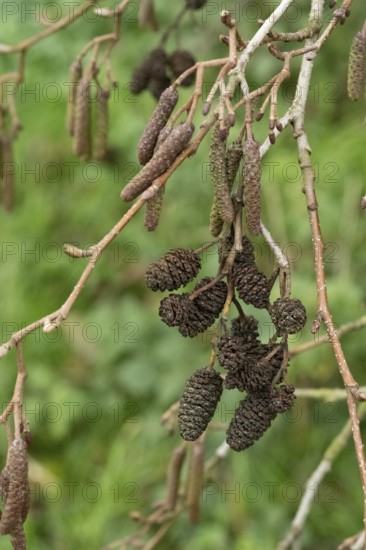 Borken-Hoxfeld, NRW, Germany, Brown catkins hang from a bare tree branch, surrounded by lush green