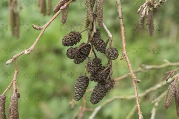 Borken-Hoxfeld, NRW, Germany, Pine cones and catkins dangle from branches, surrounded by vibrant