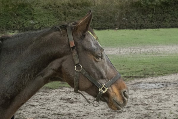 Borken-Hoxfeld, NRW, Germany, A black horse with a calm expression stands by a wooden fence in a