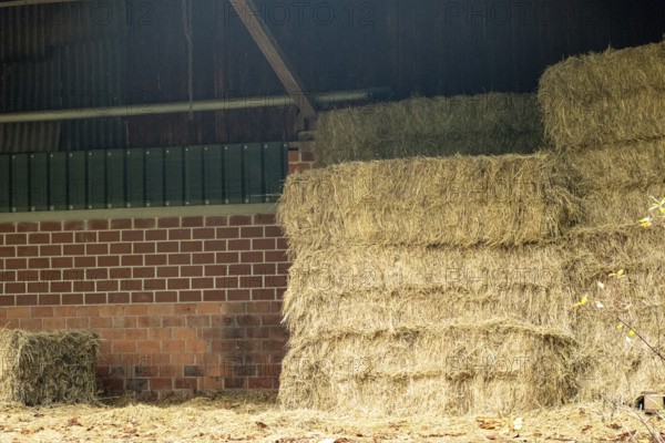 Borken-Hoxfeld, NRW, Germany, Stacks of hay bales fill a barn, showcasing a warm, earthy