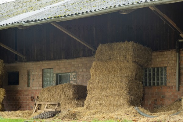Borken-Hoxfeld, NRW, Germany, Stacks of hay bales are neatly arranged next to a barn. The scene