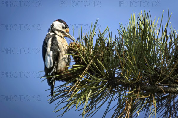Great spotted woodpecker (Dendrocopos major) sitting on a branch in the trees, Erfurt, Thuringia,