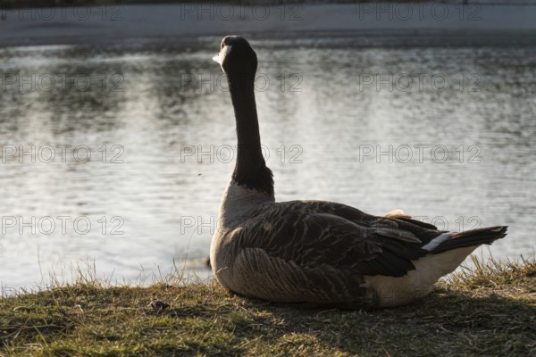 A Canada goose (Branta canadensis) sits on the shore of the lake and is resting, Erfurt, Thuringia,