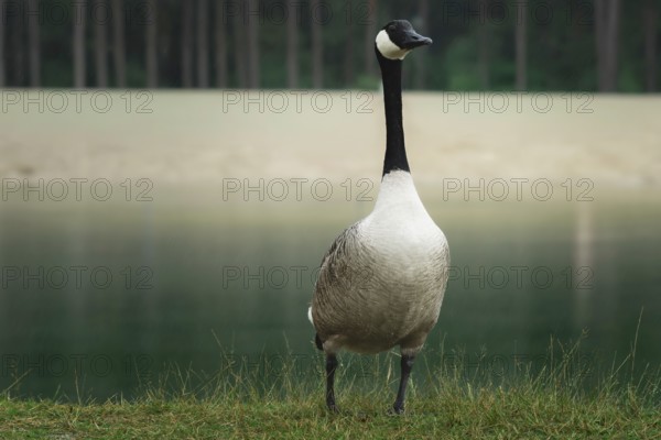 Canada goose (Branta canadensis) stands on the banks of a still body of water, Erfurt, Thuringia,
