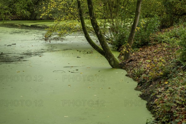 Borken-Hoxfeld, NRW, Germany, A serene setting shows a tree leaning over a green pond. The surface