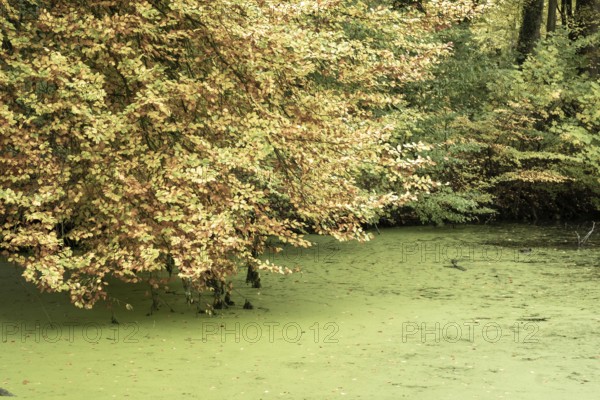 Borken-Hoxfeld, NRW, Germany, Bright yellow and orange leaves hang over a calm pond covered in