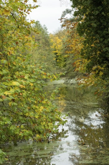 Borken-Hoxfeld, NRW, Germany, Vibrant leaves in shades of yellow and green surround a calm