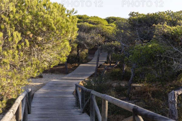 A morning view over a dense Mediterranean pine forest. Sunrise on the Beach of the Pinar De La