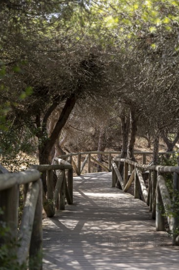 A wooden walkway snakes through a Mediterranean pine forest. The morning light glitters on the