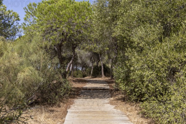 A wooden walkway snakes through a Mediterranean pine forest. The morning light glitters on the