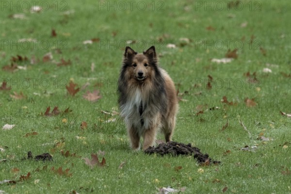 Shetland sheepdog standing on green grass with fallen autumn leaves and a molehill, Borken, nrw,