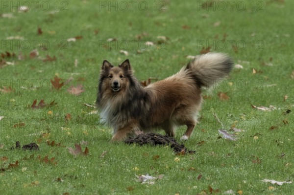 Shetland sheepdog standing on green grass near a molehill with fallen autumn leaves, Borken, nrw,
