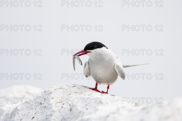 Arctic tern (Sterna paradisaea) with sandeel, Farne Islands, UK