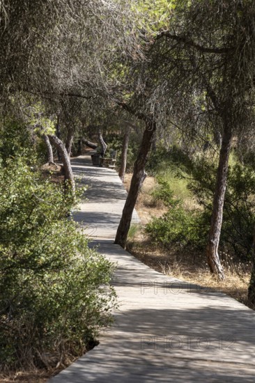 A wooden walkway snakes through a Mediterranean pine forest. The morning light glitters on the