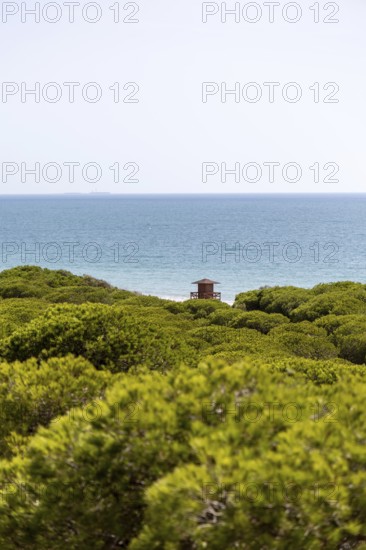A morning view over a dense Mediterranean pine forest. Sunrise on the Beach of the Pinar De La