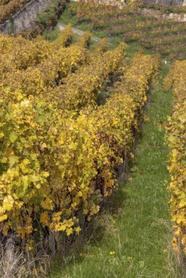 Vineyard, colorful autumn vines, terraces in the Lavaux UNESCO World Heritage Site, Rivaz, Vaud,