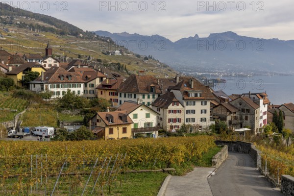 Colourful autumn vines in the UNESCO World Heritage Lavaux wine region, view of Rivaz, Vaud,
