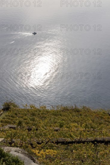 Vineyard terraces in the Lavaux UNESCO World Heritage Site, view of Les Abbayes, Rivaz, Vaud,