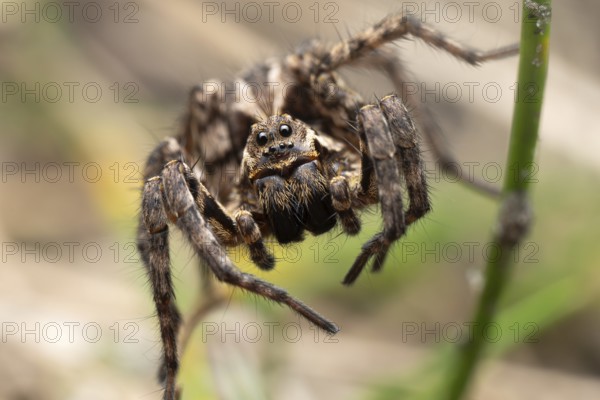 Bearded tarantula (Alopecosa accentuata), frontal close-up, sitting in vegetation, Döberitzer