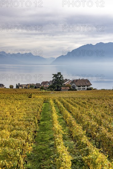 Vineyards in the Lavaux UNESCO World Heritage Site, view of Switzerland's smallest municipality,
