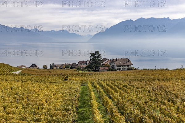 Vineyards in the Lavaux UNESCO World Heritage Site, view of Switzerland's smallest municipality,