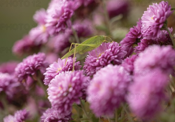 Large green hayhorse (Tettigonia viridissima), deciduous locust (Tettigonioidea) family, purple on