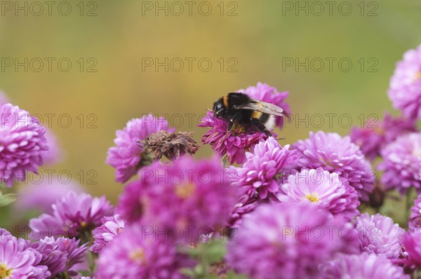 Dark bumblebee (Bombus terrestris), also thick bumblebee or black bumblebee, stiffness of cold, on