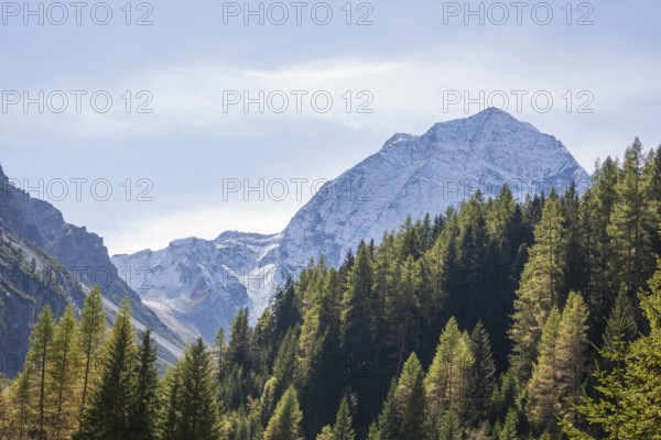 Snowy mountain hawk with forest in autumn, Pinnistal, Neustift im Stubai Valley, Stubai Valley,
